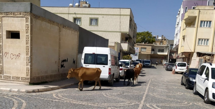 Sahipleri tarafından başıboş bırakılan inekler çevreye zarar veriyor