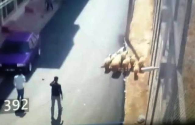 Nusaybin'de çalınan koyunlar polis tarafından bulundu