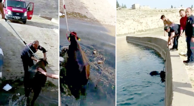 Nusaybin'de su kanalında mahsur kalan inek itfaiye tarafından kurtarıldı