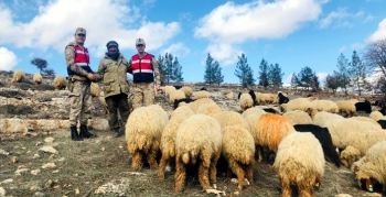 Jandarma, küçükbaş hayvan hırsızını yakaladı