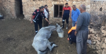 Mağarada 5 gün mahsur kalan at kurtarıldı
