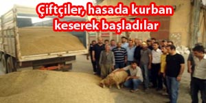 Mardin ovasında hasat başladı.