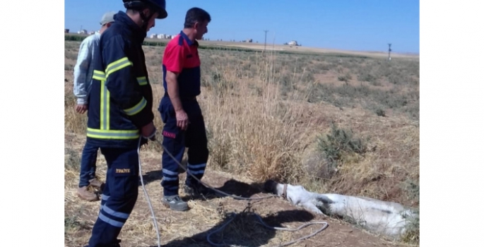 Nusaybin’de bataklığa saplanan eşeği itfaiye ekipleri kurtardı