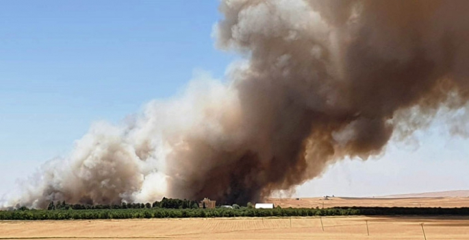 Nusaybin'de buğday tarlasında çıkan yangın korkuttu