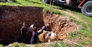 Nusaybin'de çukura düşen ineği itfaiye ekipleri kurtardı