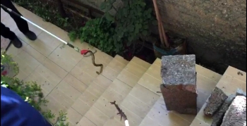 Nusaybin'de evin bahçesine giren yılanı itfaiye ekipleri yakaladı