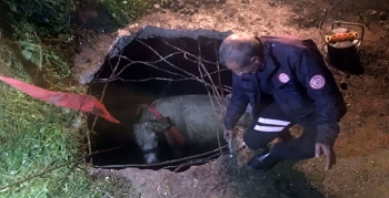 Nusaybin'de fosseptik çukuruna düşen inek kurtarıldı