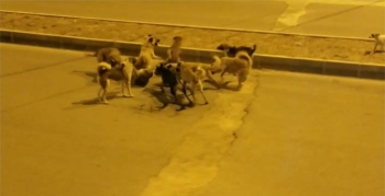Nusaybin'de köpeklerin saldırı kameraya yansıdı