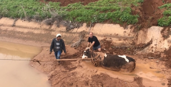 Nusaybin’de mahsur kalan ineği itfaiye ekipleri kurtardı