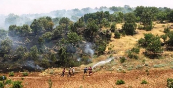 Nusaybin'de ormanlık alanda çıkan yangın sürüyor