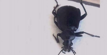 Nusaybin'de ortaya çıkan 'siyah böcekleri' öldürmeyin uyarısı
