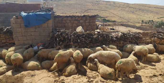 Nusaybin'de Su kuyuların elektriği kesildi, hayvanlar telef olmak üzere