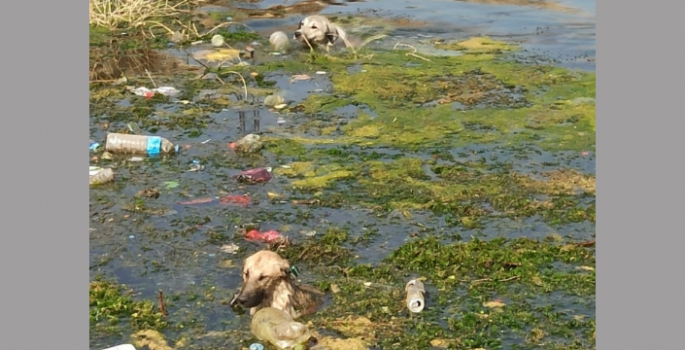 Nusaybin’de sulama kanalında boğulma tehlikesi geçiren 3 köpek kurtarıldı