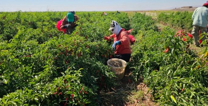 Nusaybin'de tarımda yeni ürün denemesi, biber