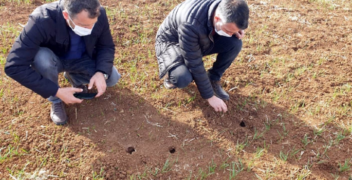 Nusaybin'de tarla faresi kontrolleri yapıldı