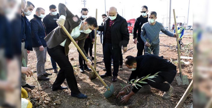 Nusaybin İpek Yolu orta refüjüne fidan dikimi başladı