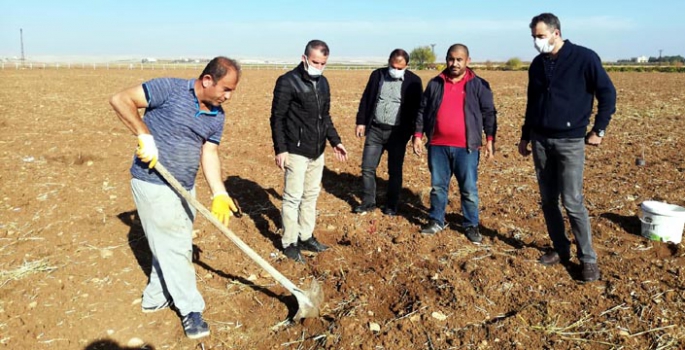 Nusaybinli çiftçi 2 bin adet Antep fıstığı  dikti