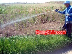 Nusaybin Belediyesinden ilaçlama çalışması