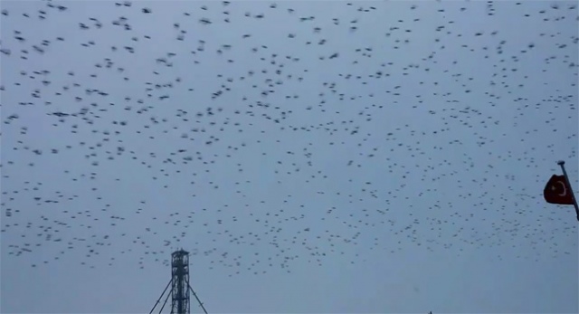 Sığırcık kuşların göçü Nusaybinde gözlendi