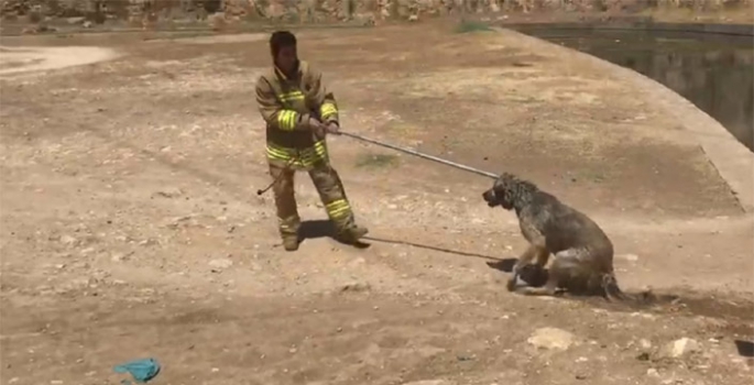 Su kanalında mahsur kalan köpek köprüye tutundu