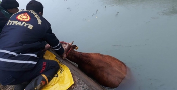 Sulama kanalına düşen inek itfaiye ekipleri tarafından kurtarıldı