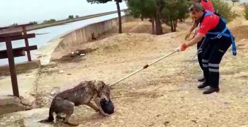 Sulama kanalına düşen kurdu itfaiye kurtardı