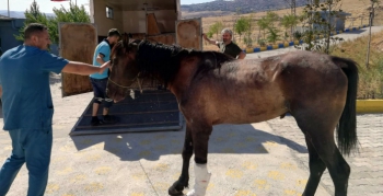 Tedavisi yapılan yaralı at, İzmir’e sevk edildi 