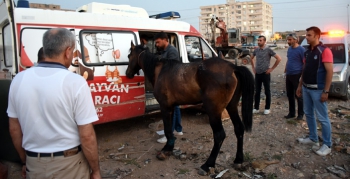 Yaralı at Mardin Hayvan Hastanesine taşındı
