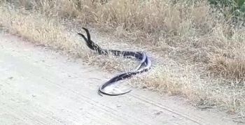 Yılanların dansı kameraya yansıdı