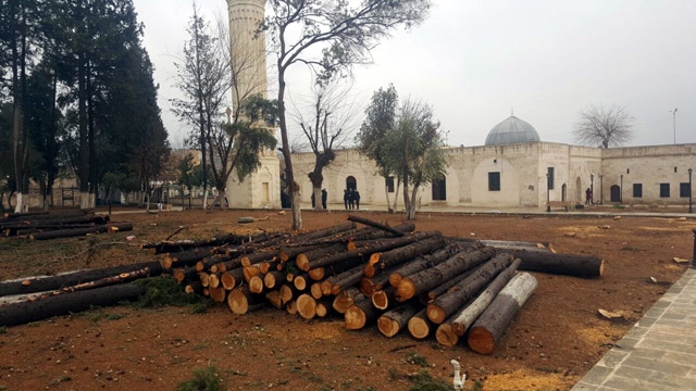 Zeynel Abidin Camisindeki ağaçların kesilmesine tepki