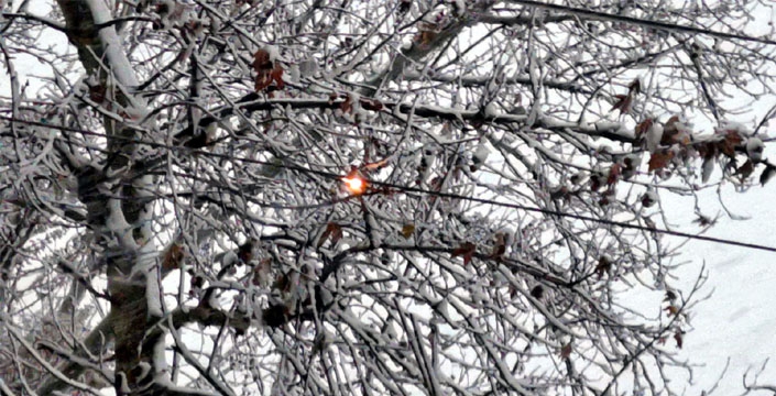 Kar ağırlığına dayanamayan ağaç dalları elektrik tellerinin üzerine düştü