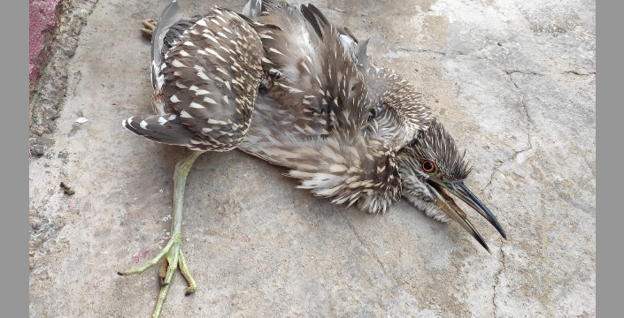 Nesli tükenmekte olan 'Balaban Kuşu' Nusaybin'de yaralı halde bulundu